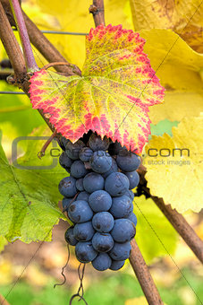 Red Wine Grapes on Vine Closeup