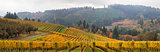 Dundee Oregon Vineyards Scenic Panorama