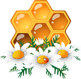 Honeycomb and daisy