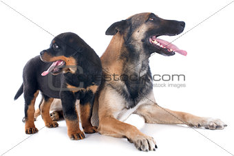malinois and rottweiler