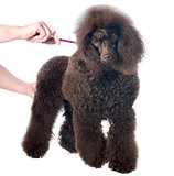 brown poodle and comb