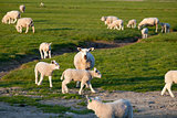 sheep mother with lambs baby on pasture
