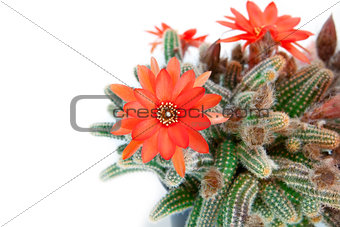 red cactus flower