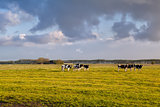 cattle on pasture in morning sunshine