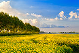 field with rapeseed flowers and blue sky