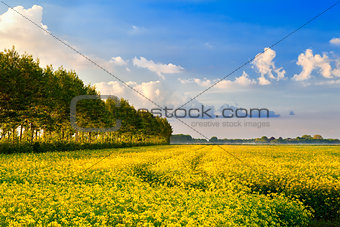 field with rapeseed flowers and blue sky