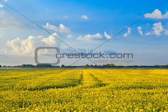 yellow canola flower field