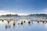 fog over swamp in Drenthe