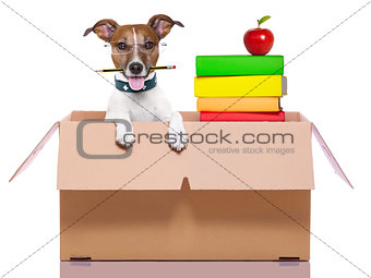 moving box dog
