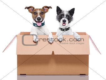two mail dogs