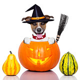 halloween dog as witch