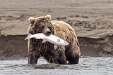 Coastal Brown Bear With Catch