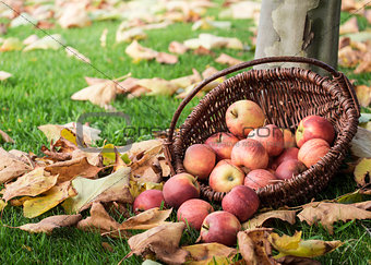 apple picking