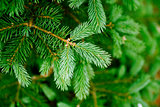 green needles of pine tree as natural background