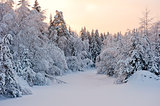 Small forest lake in the snow of the snow-covered fir trees