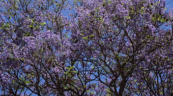 jacaranda tree background