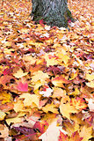 Fallen Maple Tree Red and Yellow Leaves Background