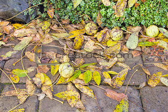 Fallen Black Walnut Tree Leaves and Fruits