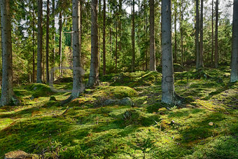 The primeval forest-HDR