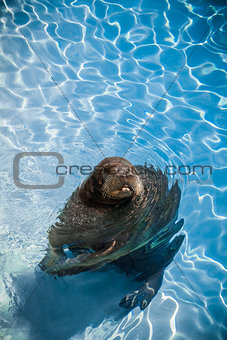Funny Walrus in a pool looking at the camera