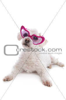 Love Sick Puppy looking through rose coloured glasses