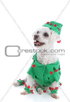 Pet dog wearing an elf or jester costume