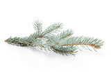 blue spruce twig