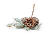 blue spruce twig with three cones