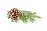green spruce twig with cone