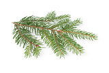 gree spruce twig