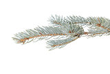 blue spruce twig to hang something