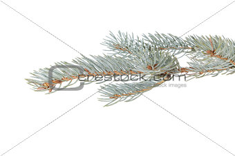 blue spruce twig to hang something