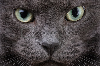 close up portrait of british cat