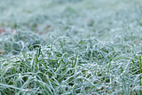 close up photo of frosty morning grass
