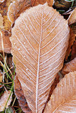 close up photo of frosty chestnut leaves