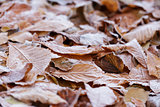 close up photo of frosty chestnut leaves