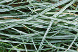 close up photo of frosty morning grass