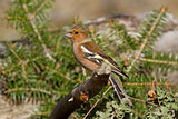 Male Chaffinch on the Branch