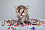 little kitten with small metal jingle bells beads