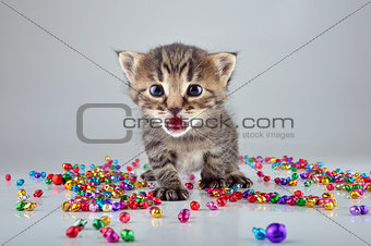 little kitten with small metal jingle bells beads