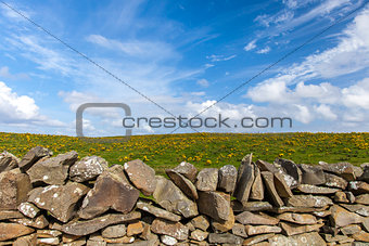Stone wall in front of a yellow flowered meadow