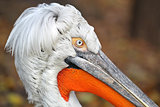 portrait of pelican 