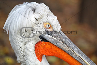 portrait of pelican 