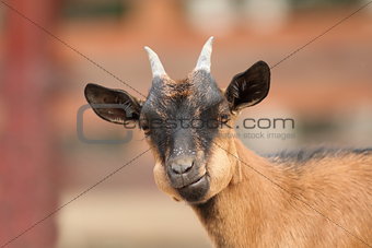 young goat portrait