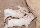 Two young suckling pigs sucking milk