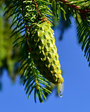 Dew drop on a fir cone