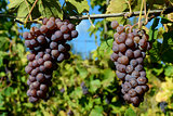 Grapes on a branch