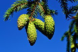Green branch of a fir with young cones against blue sky