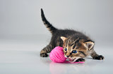 little kitten playing with a woolball