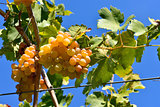 bunch of golden grapes on grapevine right before harvest